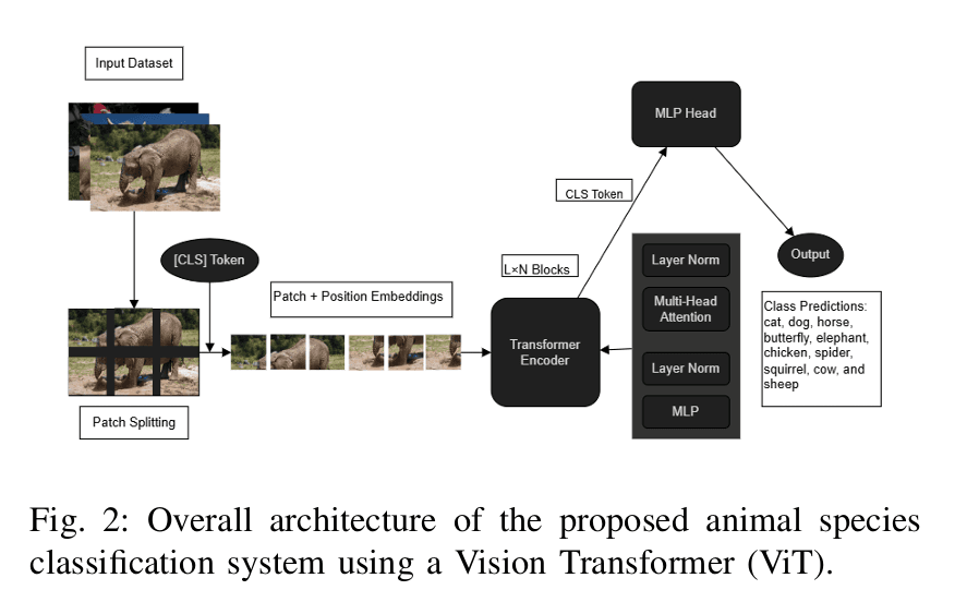 Animal Species Classification — ViT
